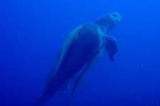 Sample 2 – Loggerhead
