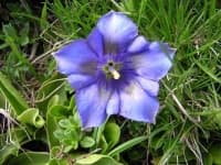 Sample 3 – Stemless gentian