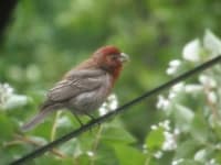 Sample 6 – House finch
