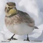 Sample of Horned lark