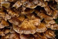 Sample 1 – Hen of the woods