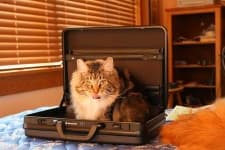 Sample 4 – Maine coon