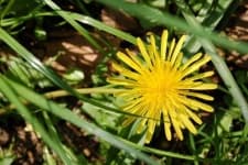 Sample 2 – Common dandelion