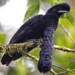 Umbrella bird image dataset preview