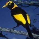 Sample 2 – Regent bowerbird