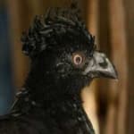 Sample 3 – Wattled curassow
