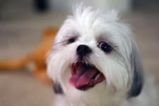 Sample 2 – Shih tzu