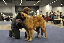Sample 2 – Leonberg