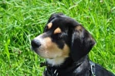Sample 5 – Entlebucher