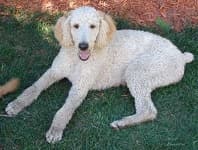 Sample 5 – Standard poodle