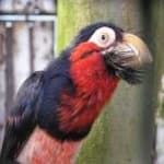 Sample 3 – Bearded barbet