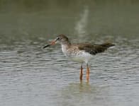 Sample 5 – Redshank