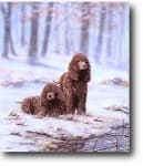 Sample 4 – Irish water spaniel
