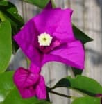 Sample 3 – Bougainvillea