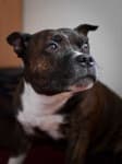 Sample 3 – Staffordshire bull terrier