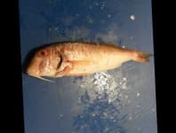 Sample 2 – Striped red mullet