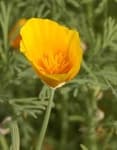 Sample 1 – Californian poppy