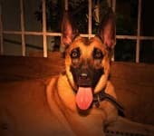 Sample of Malinois