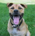 Sample 4 – American staffordshire terrier