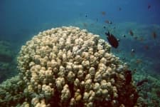 Sample 1 – Coral reef