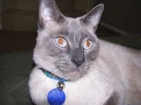 Sample 5 – Siamese cat