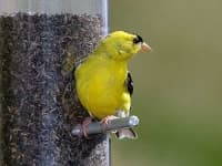 Sample 2 – Goldfinch