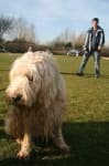 Sample of Otterhound