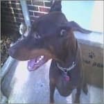 Sample 1 – Doberman