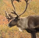 Sample 1 – Reindeer
