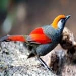 Sample of Red tailed thrush