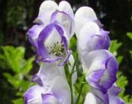 Sample 6 – Monkshood