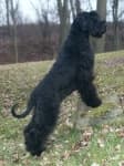 Sample 1 – Giant schnauzer
