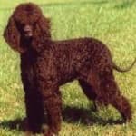 Sample 2 – American spaniel