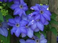 Sample 2 – Clematis