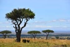 Sample 3 – Grassland