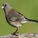 Sample 5 – Dark eyed junco