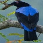 Sample 2 – Fairy bluebird