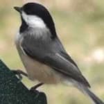 Sample 2 – Black capped chickadee