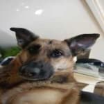 Sample 5 – German sheperd