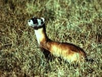 Sample 6 – Black footed ferret