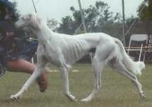 Sample 1 – Saluki