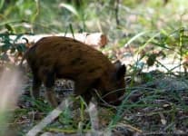 Sample 6 – Hog