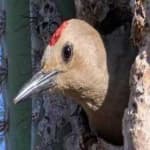 Sample 3 – Gila woodpecker