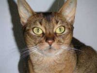 Sample 6 – Abyssinian
