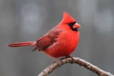 Sample 1 – Cardinal