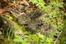 Sample 6 – Diamondback