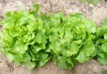 Sample 4 – Lettuce