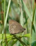 Sample 1 – Ringlet