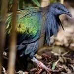 Sample 4 – Nicobar pigeon