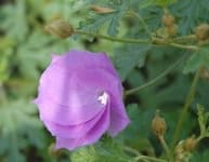 Sample 4 – Pelargonium